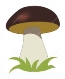 Білий гриб: векторна графіка, зображення, Білий гриб малюнки | Скачати з  Depositphotos®